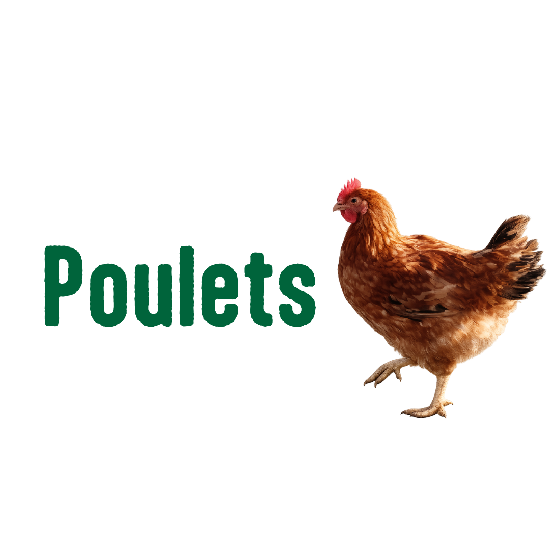 Poulets