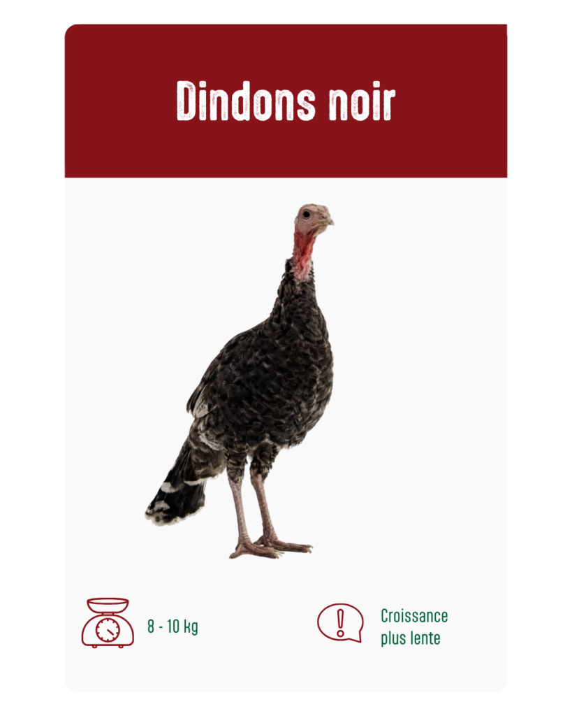 dindons noir à vendre à Messancy et Libramont