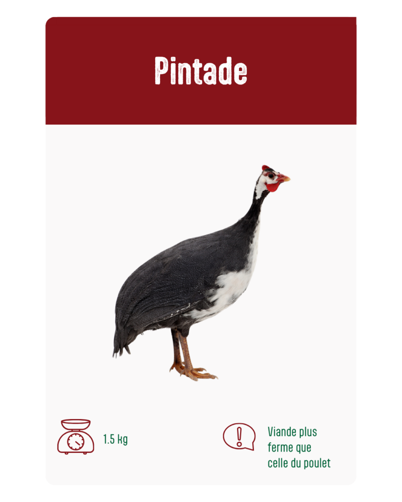 pintades à vendre à Messancy et Libramont