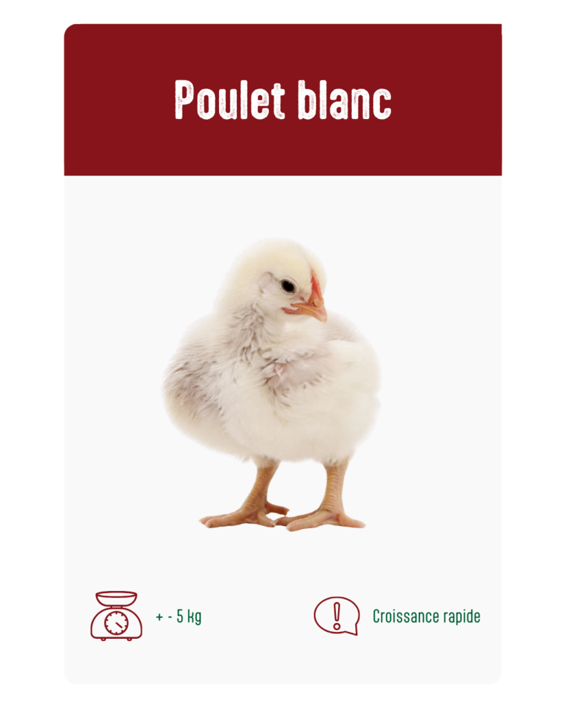 poulet blanc à vendre à Messancy et Libramont