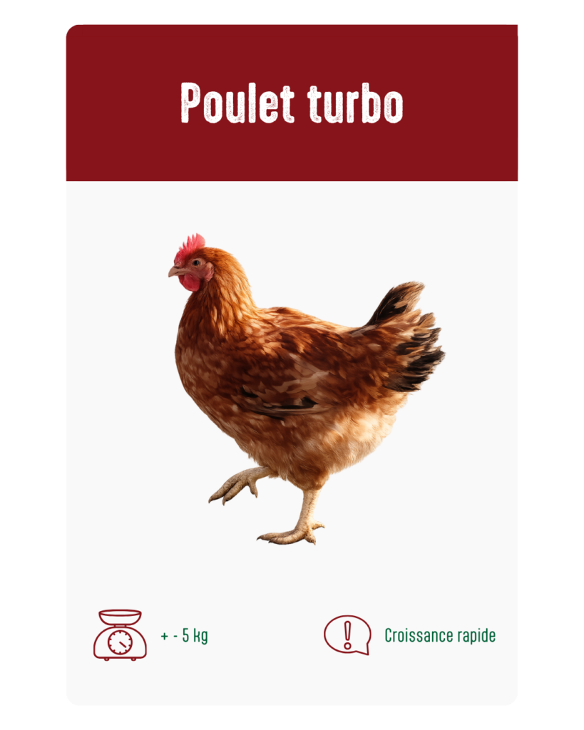 poulet turbo à vendre à Messancy et Libramont