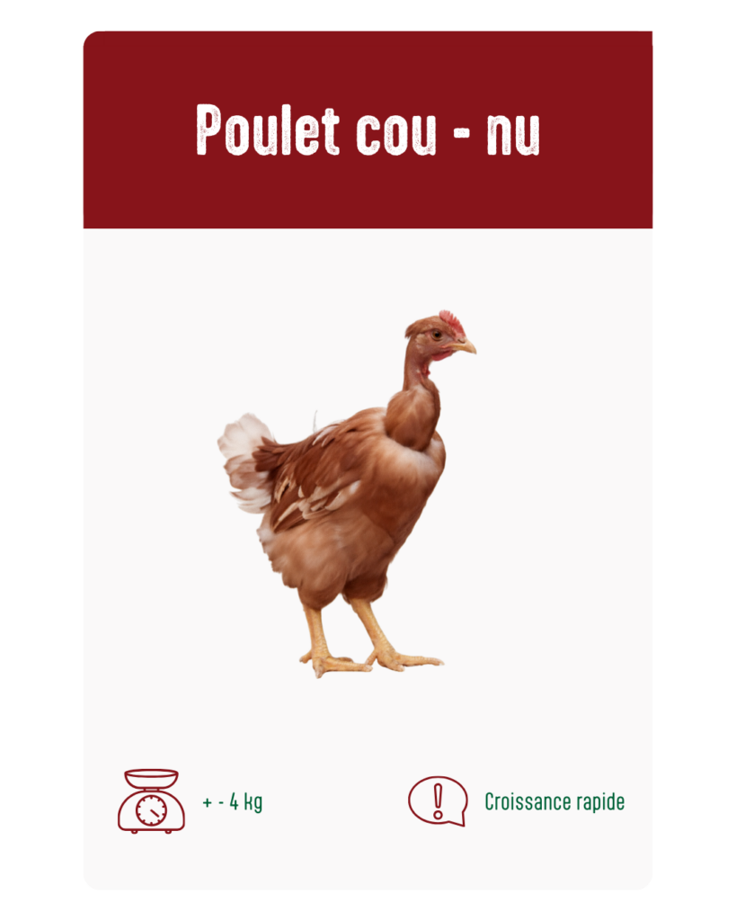 poulet cou - nu à vendre à Messancy et Libramont