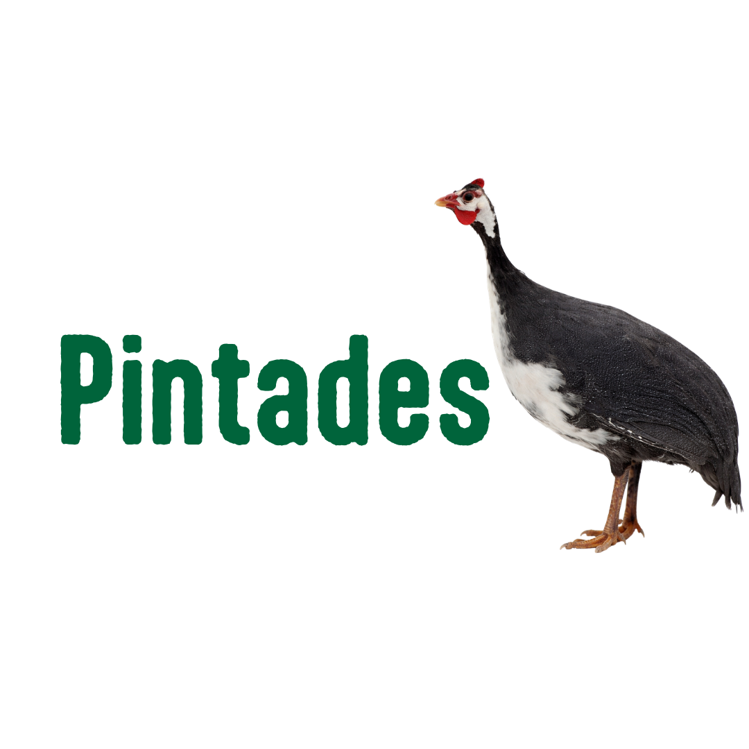 Pintades