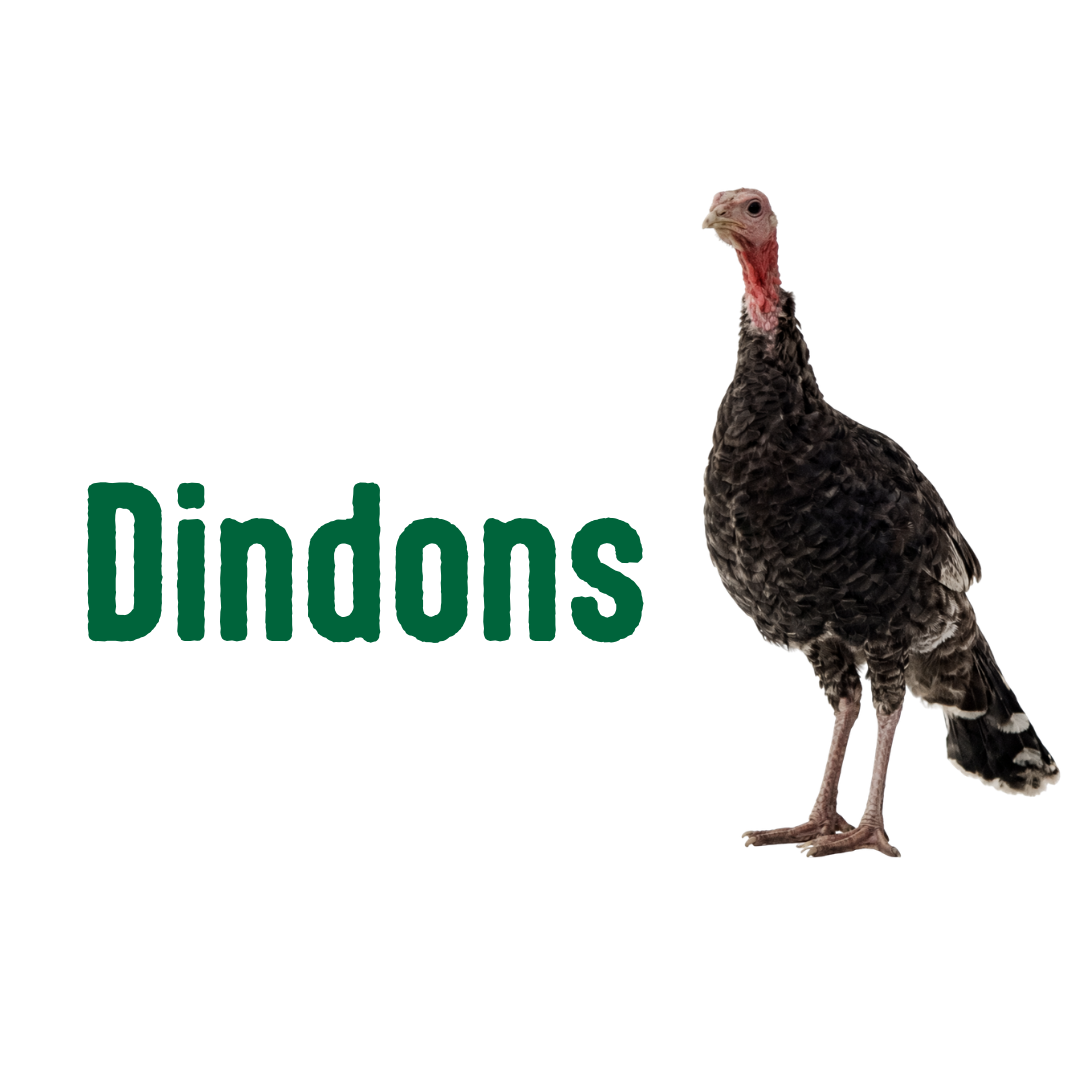 Dindons