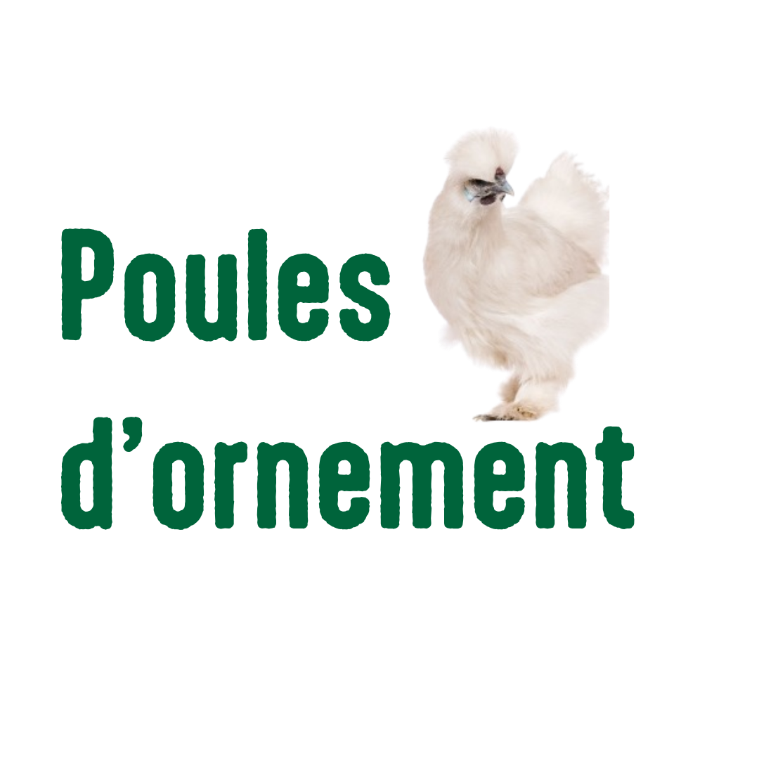 Poules d’ornement