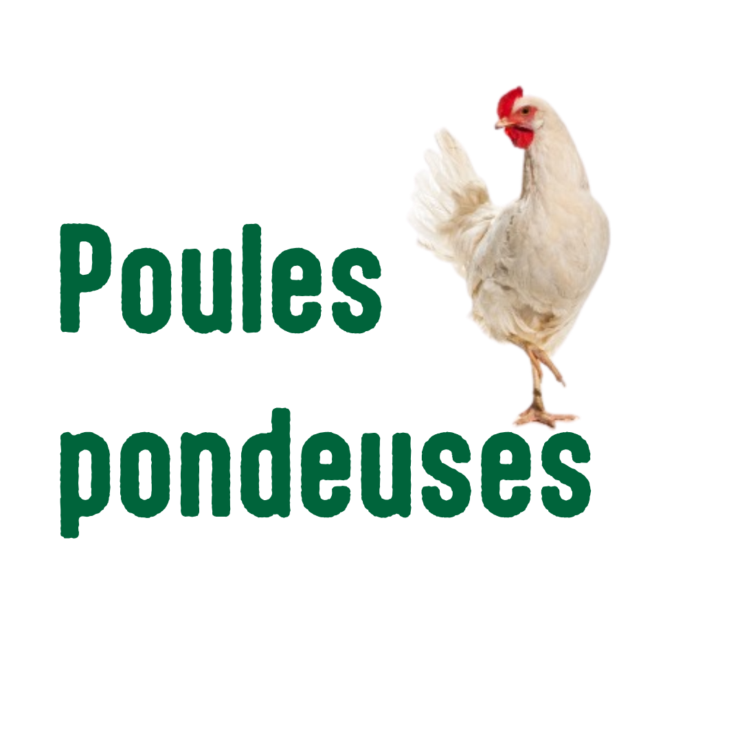 Poules pondeuses