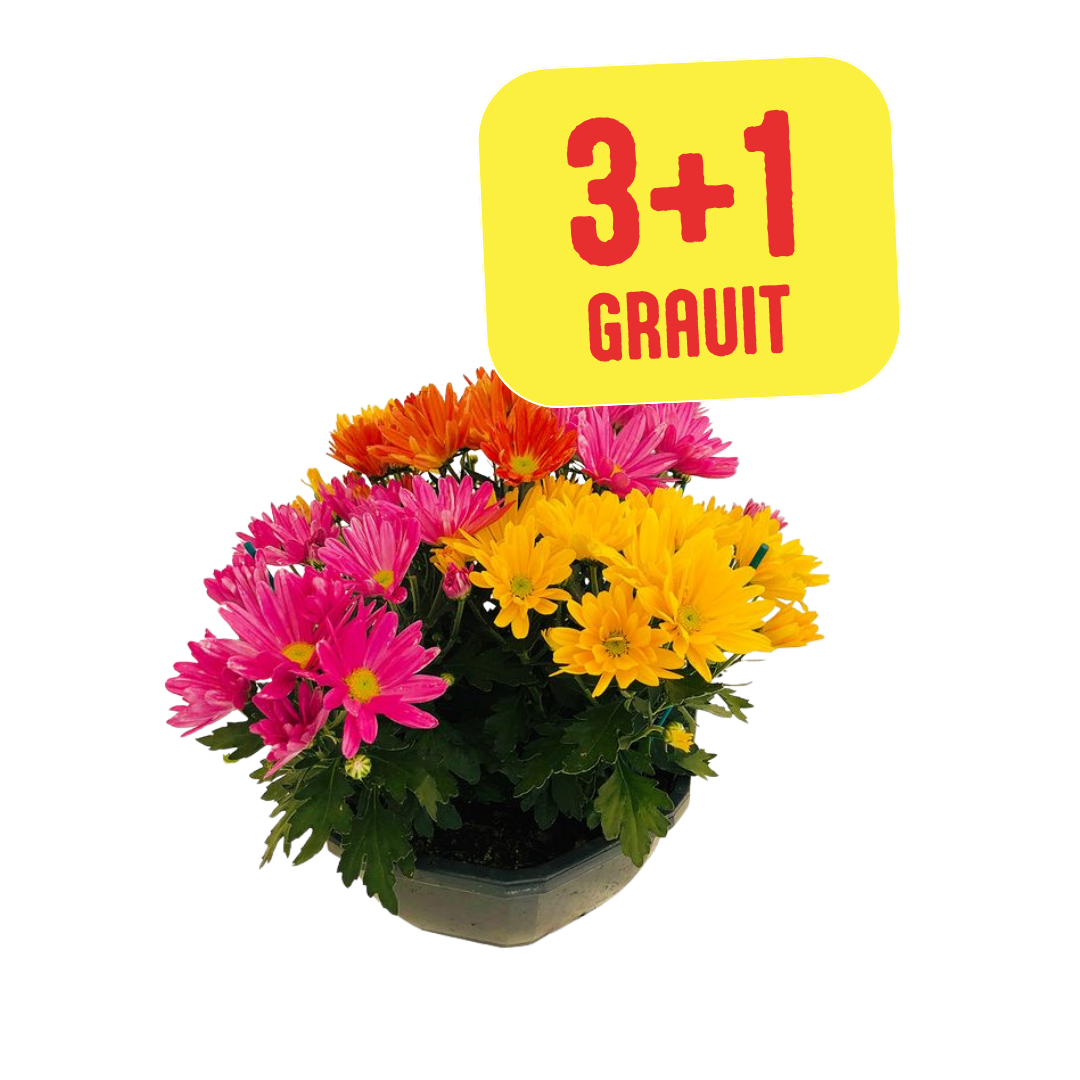 Chrysanthème